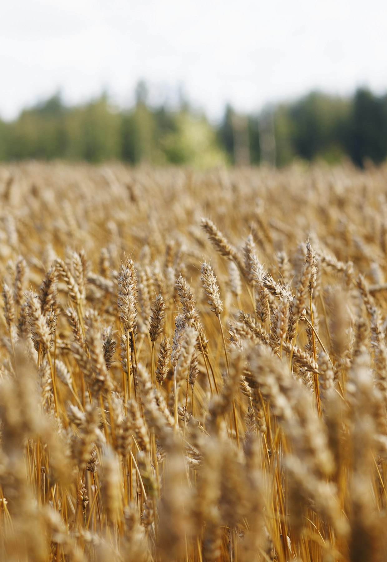 Vehnäsato on kolmanneksi suurin yli sadan vuoden tilastohistorian aikana.