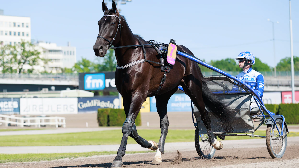 Borups Victory ja Daniel Wäjersten valmistautumassa tämän vuoden Elitloppetiin.