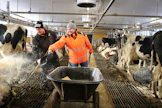 Luukisen tilan isäntäväki sanoo töiden sujuvan myös parsinavetassa hyvin mallikelpoisesti. Kuusi vuotta sitten valmistunut navetta on toiminnoiltaan helppo ja uudenaikainen.