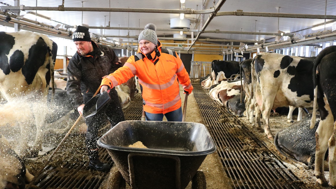 Luukisen tilan isäntäväki sanoo töiden sujuvan myös parsinavetassa hyvin mallikelpoisesti. Kuusi vuotta sitten valmistunut navetta on toiminnoiltaan helppo ja uudenaikainen.