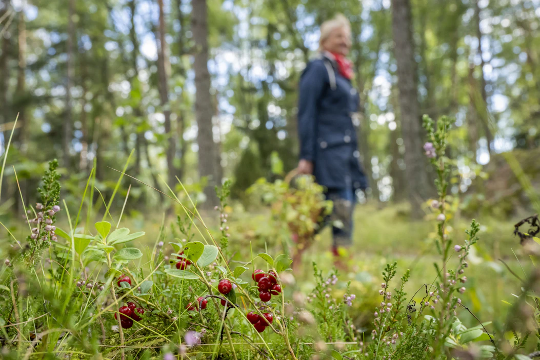 Ylivoimaisesti eniten kuljetaan jokamiehenoikeuden turvin kuntien omistamilla mailla.