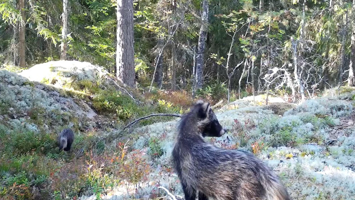 Supikoira on runsaslukuisin keskikokoinen petoeläin. Niitä on Suomessa jo enemmän kuin kettuja. Supikoiria Kirkkonummella riistakamerassa syyskuussa 2021.