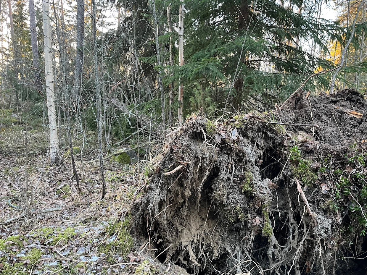 Yksittäisiä isoja mäntyjä ja kuusia on kaatunut Hannes-myrskyssä paljon.
