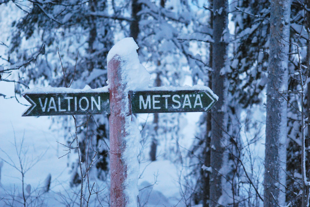 Metsähallitus teki viime vuonna hyvän tuloksen, vaikka sen hakkuut jäivät alle puoleen metsien kasvusta.