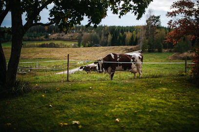 Sukutilakunniakirjan myöntämistä edeltää Kansallisarkistossa teetetty tutkimus tilan omistusvaiheista. Arkistokuva.