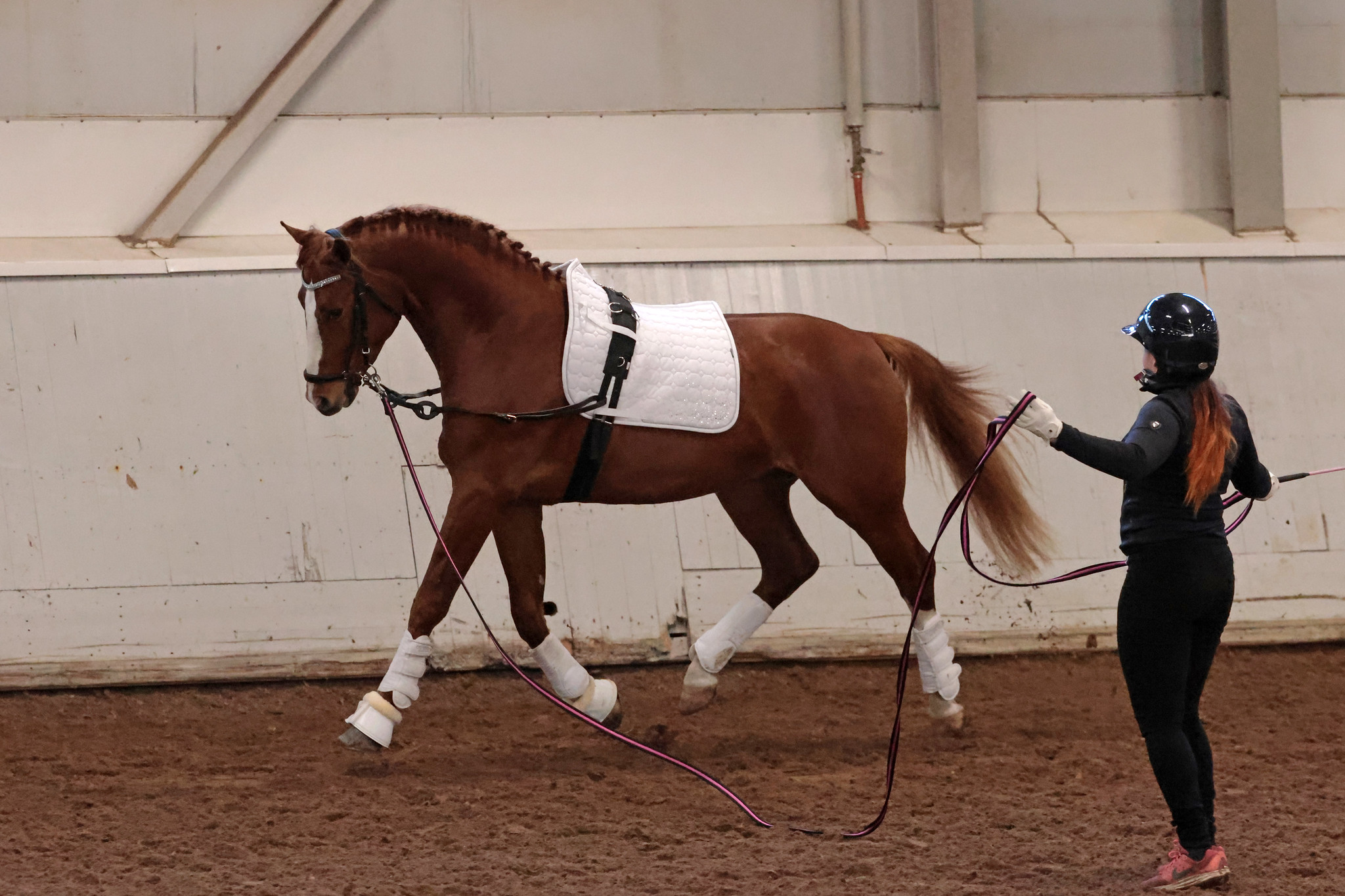 Just Ben RP Noora-Janinan Ratisen juoksuttamana oripäivillä 2025. 