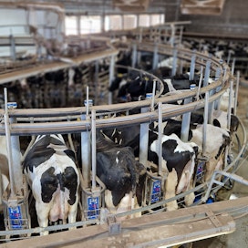 VandenBroekin maitotilalla lypsäviä on yhteensä 410. Kanadassakin tilat kasvavat ja isoin lypsykarja on jo noin 3 000 lypsävän kokoinen. Rajan takana Yhdysvalloissa isoimmat karjat ovat kuitenkin jopa kymmenkertaisia.