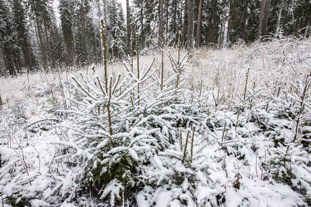 Maa alkaa olla valkoinen lähes koko Suomessa.