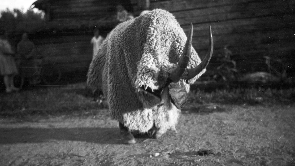 Joulupukki on vuosisatojen saatossa muuttunut kiltiksi hahmoksi, kun Pyhä Nikolaus alkoi 300-luvulla antaa lahjoja lapsille ja vähäosaisille. Kuvassa on nuuttipukki vuodelta 1928.