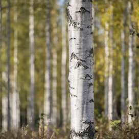 Metsien kestävällä hoidolla edistetään sekä metsien terveyttä että puuston kasvua. 