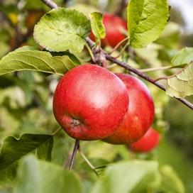 Vuosittainen Suomen omenasato on arviolta 10–12 miljoonaa kiloa.