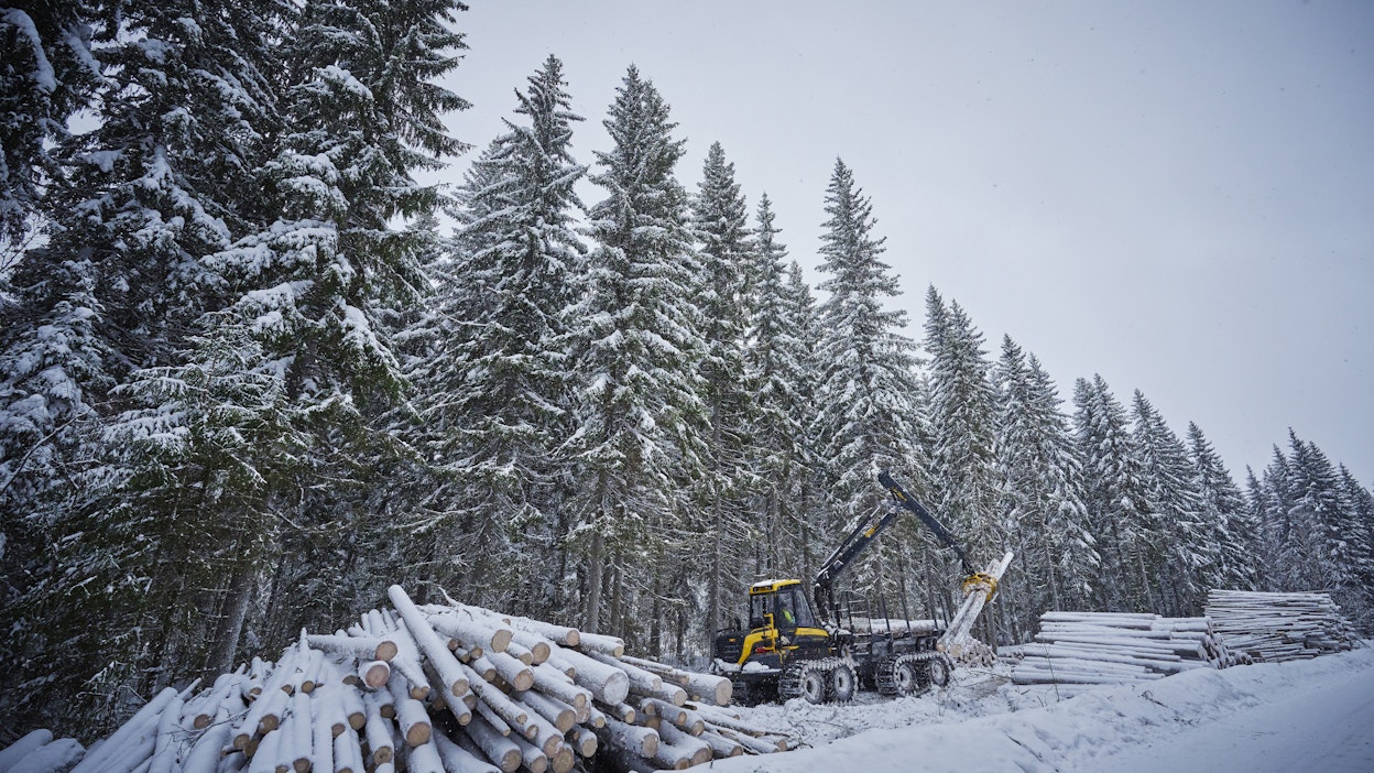 Talvihakkuita Kuopiossa.