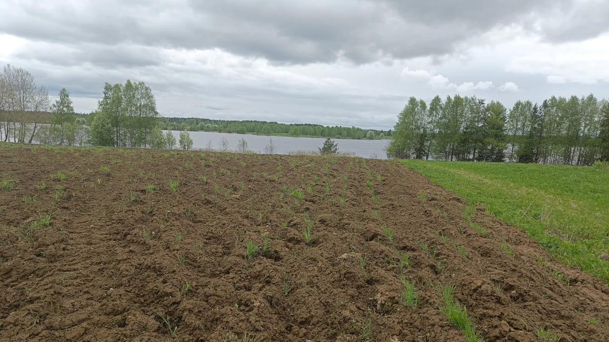 Syksyllä kynnetty pelto Kemijoen rannalla odottaa kuivumista, jotta siihen päästäisiin kylvämään ohraa Vanhalan tilalla Tervolassa.