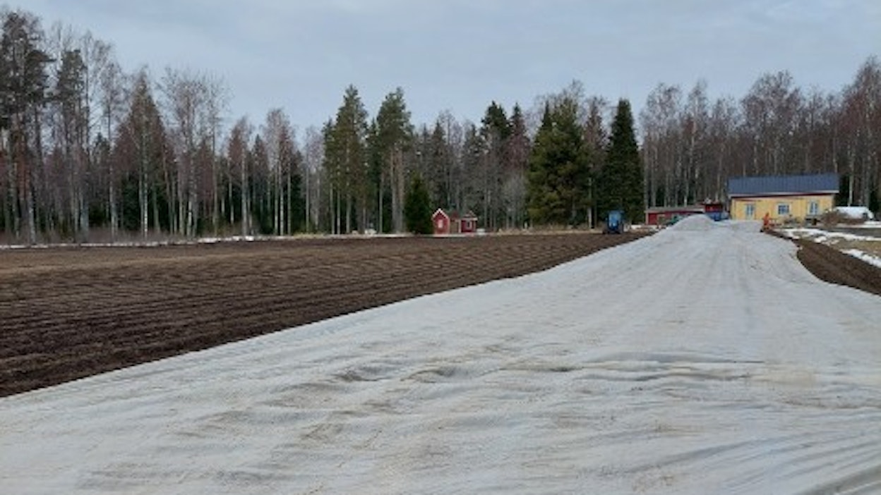 Varhaisperunan istutuskausi avattiin tänään Kemiönsaarella.