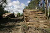 Mäntykuidun hinta nousi edellisviikosta melkein vajaa kaksi prosenttia.