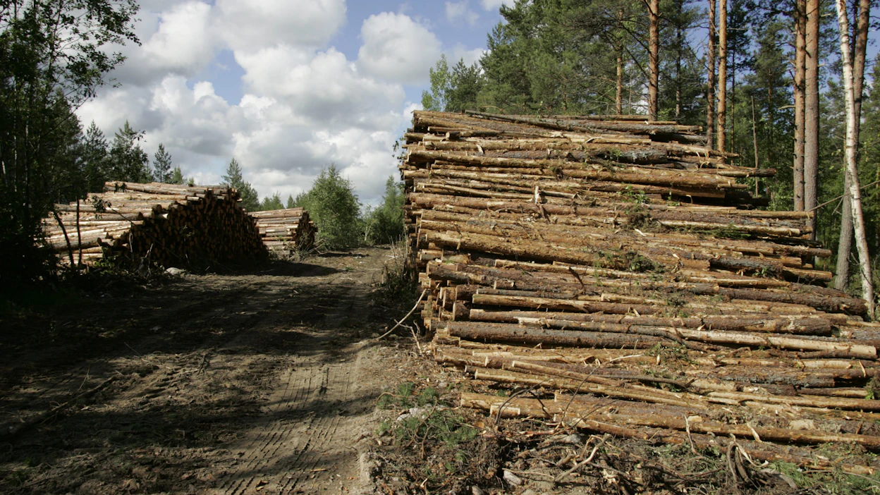 Mänty- ja kuusikuidun hinnat ovat nousseet pelkästään toukokuun alusta noin kolme ja puoli euroa, kertovat tilastot.