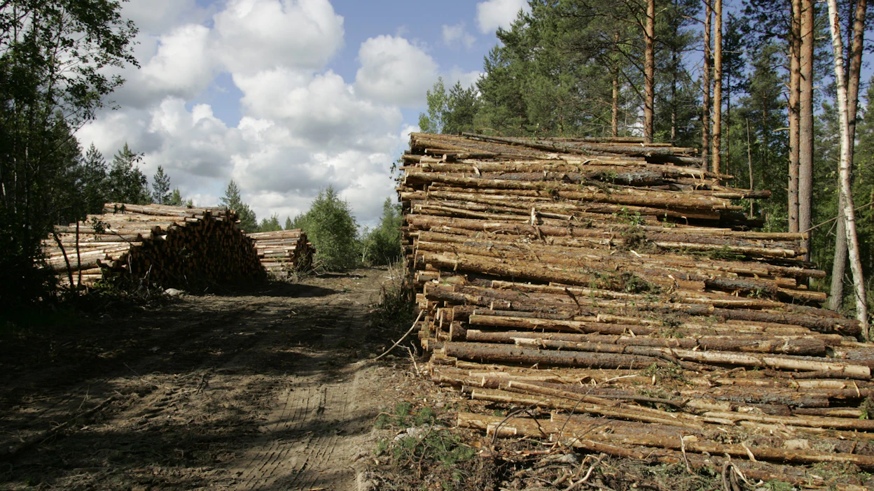 Kuitupuun hinta palasi nousu-uralle viime viikkoon päättyneellä neljän viikon jaksolla.