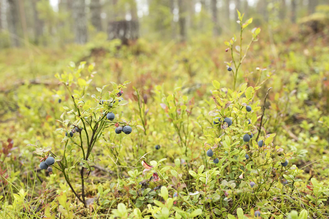 Metsässä leiriytyneet marjanpoimijat kertoivat löytäneensä raadon tine reunasta ja päättäneensä kypsentää sen nuotiolla. Kuvituskuva.