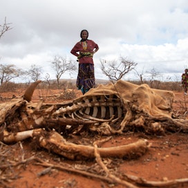 Kuivuus on tappanut karjaa Afrikan sarvessa. Etiopian eteläosissa Borenassa asuva Tume Gerbole on menettänyti yli 20 nautaa.