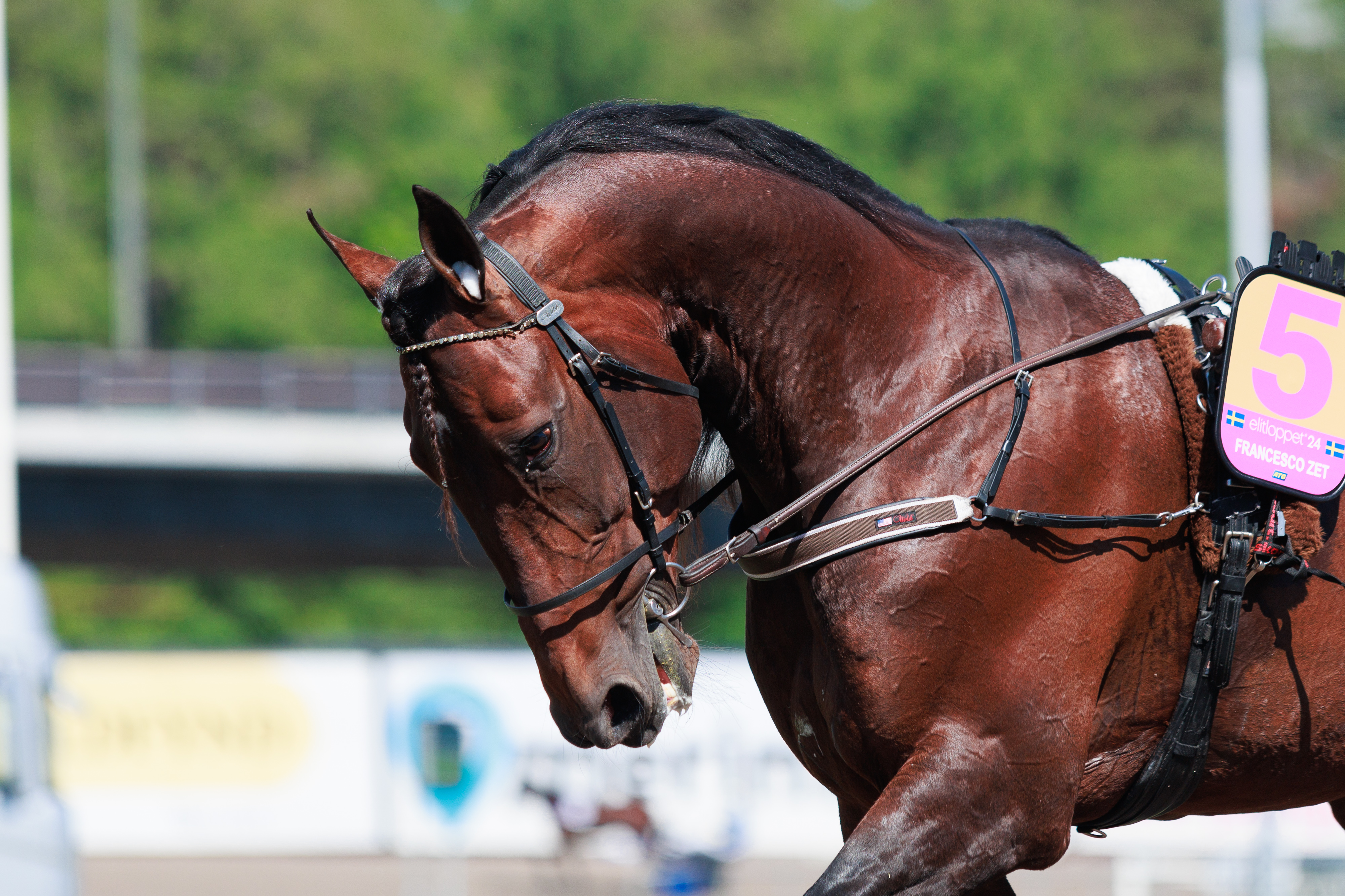 Francesco Zet voitti jälleen yhden suurkilpailun.