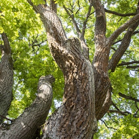 Joillekin läheinen puu on erikoinen, vanha tai näyttävä, mutta sen ei tarvitse välttämättä olla sitä. Monelle läheinen puu voi olla aivan tavallinen puu kodin lähellä tai tietyssä paikassa kasvava puu.