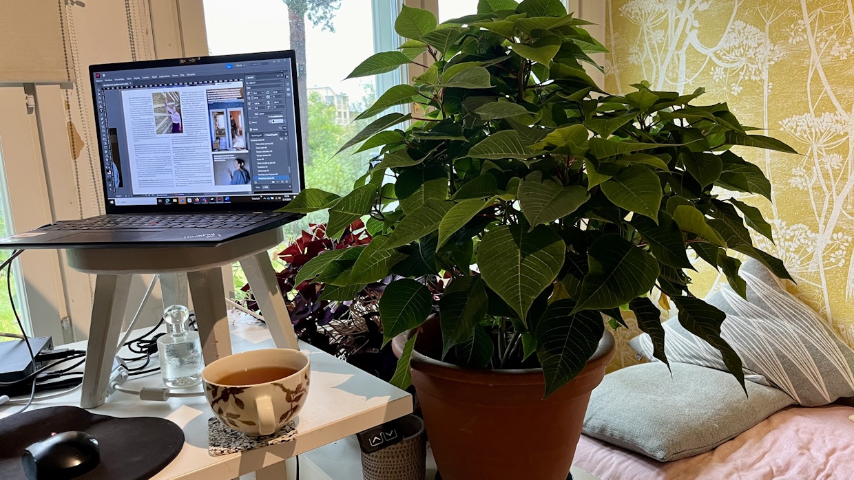 Lokakuun alussa 2024 joulutähti näytti näin vehreältä.