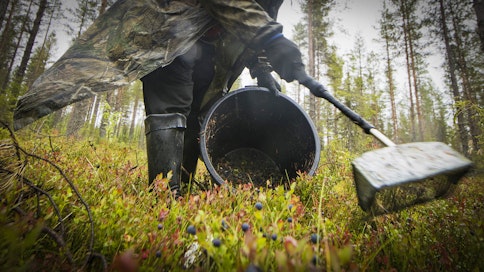 Ammattiliitot vaativat yrityksiä torjumaan marjanpoimintaan liittyvän työvoiman hyväksikäyttöä.