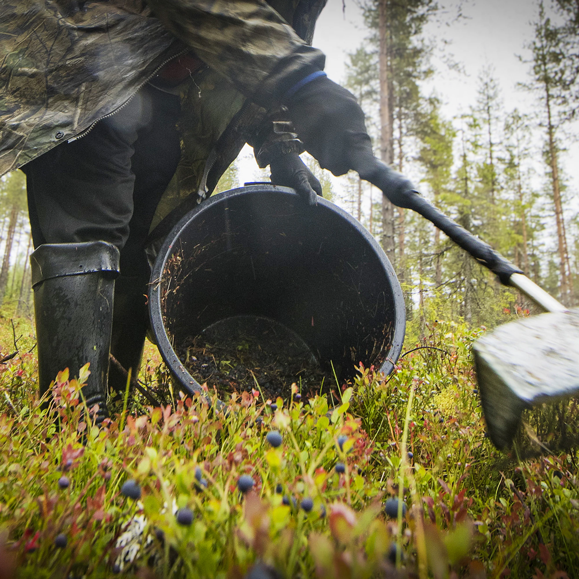 Thaimaasta saapuneiden poimijoiden hyväksikäyttö sai ulkoministeriön tiukentamaan huomattavasti viisumilinjaansa.