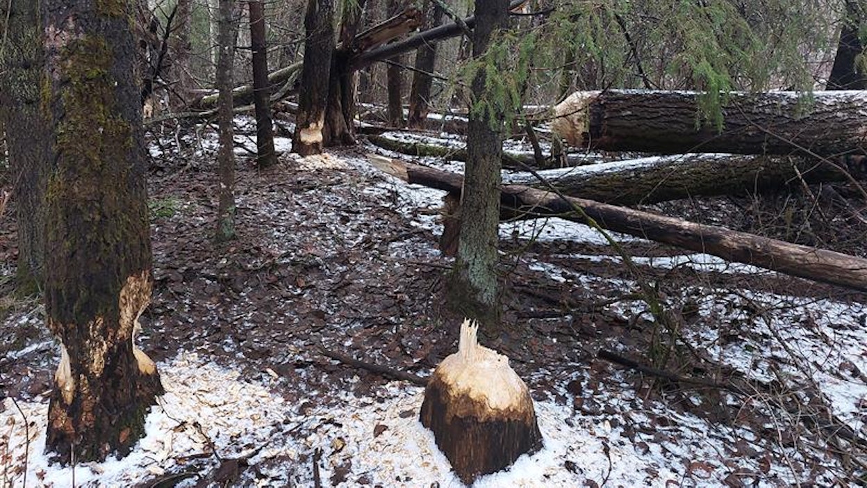 Majavat ovat kaataneet järeitä haapoja Muhoksella.