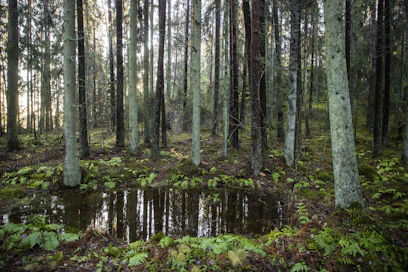 Suojelualue. Kuvituskuva.