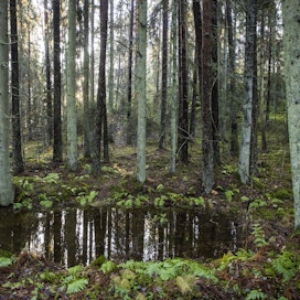 Suomalaisten metsänomistajien näkemykset omien metsien suojelusta jakautuvat voimakkaasti: osa suojelisi korvausta vastaan, osa ei. Kuvituskuva.