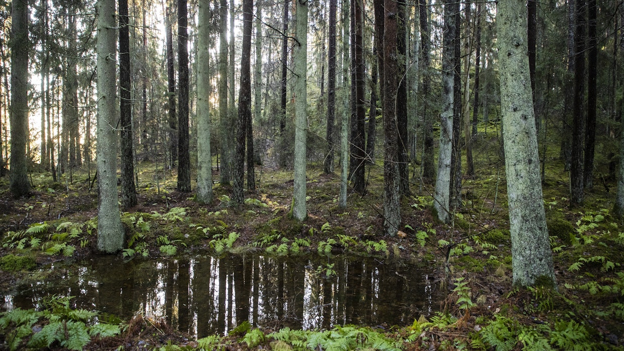 Suomalaisten metsänomistajien näkemykset omien metsien suojelusta jakautuvat voimakkaasti: osa suojelisi korvausta vastaan, osa ei. Kuvituskuva.