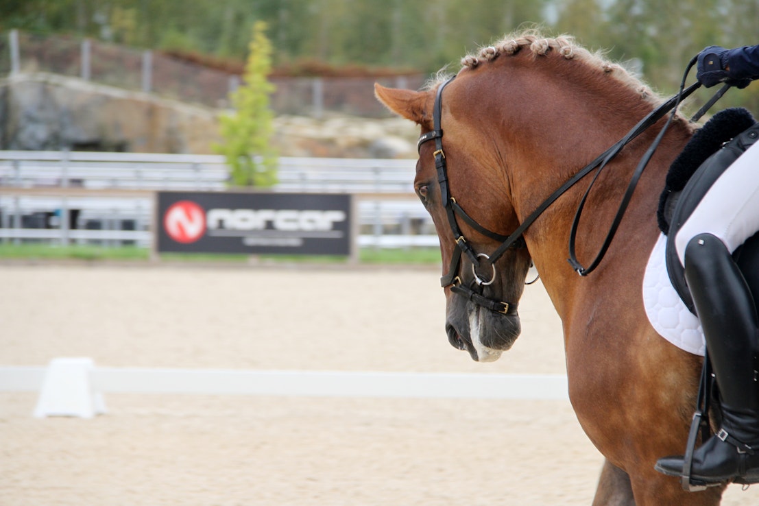 15-vuotias Hiljalan Fantom on suosittu jalostusori, nelinkertainen suomenhevosmestari kenttäratsastuksessa ja koulumestaruuksien hopeamitalisti tältä vuodelta.