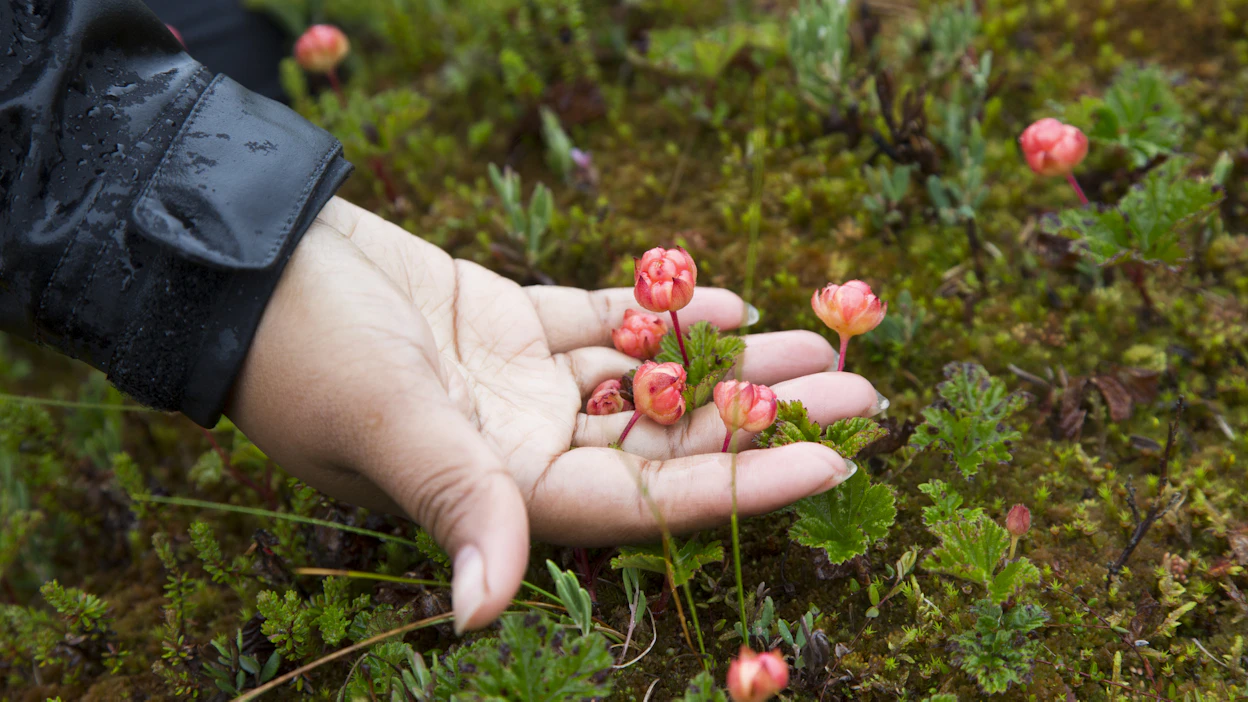 Heinäkuun puolivälissä kypsyvä lakka marjoo runsaimmin Kainuussa, Pohjois-Pohjanmaalla ja Lapissa.
