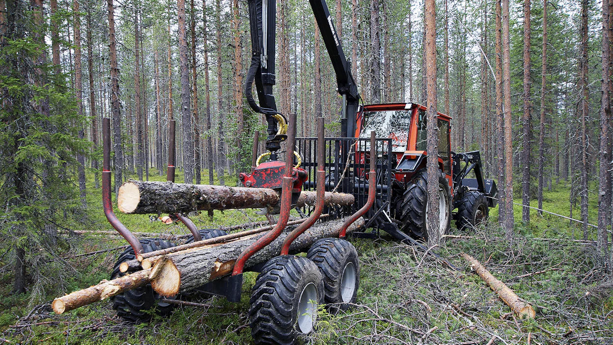 Hankintahakkuita tekevän metsänomistajan pitää olla tarkkana metsäkatoasetuksen kanssa. Kuvituskuva.