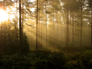 Suomessa on noin 50 000 kuolinpesää, jotka omistavat metsää.