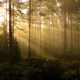 Suomessa on noin 50 000 kuolinpesää, jotka omistavat metsää.