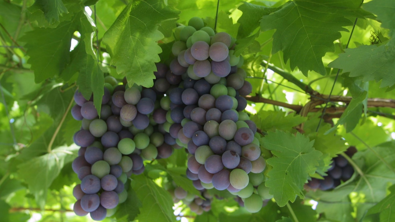 Viinirypäleitä voi kasvattaa myös Suomessa. 