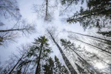 Finsilva on yksi Suomen suurimmista metsänomistajista.