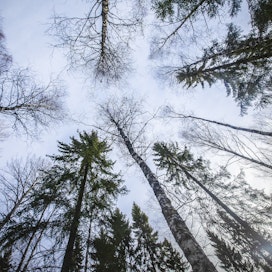Finsilva on yksi Suomen suurimmista metsänomistajista.