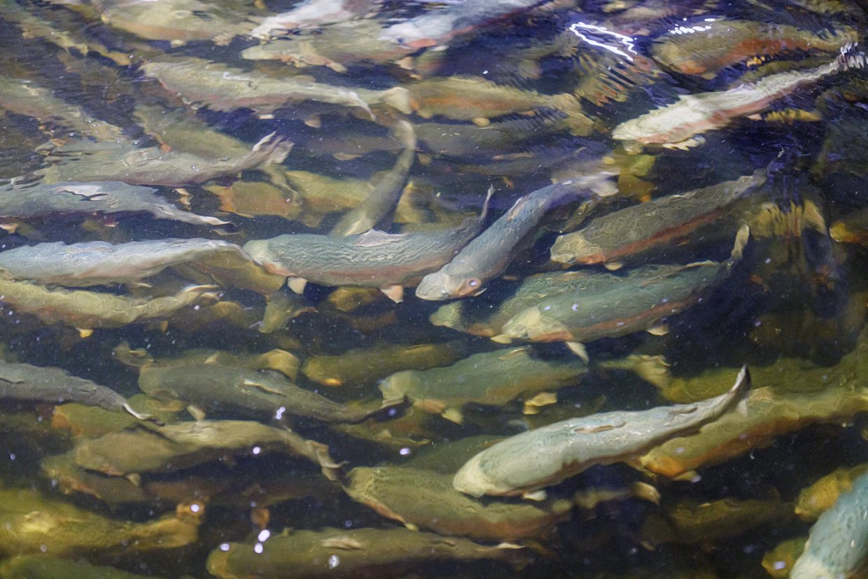 Finnforelin altaissa ui tuhansia kirjolohia.