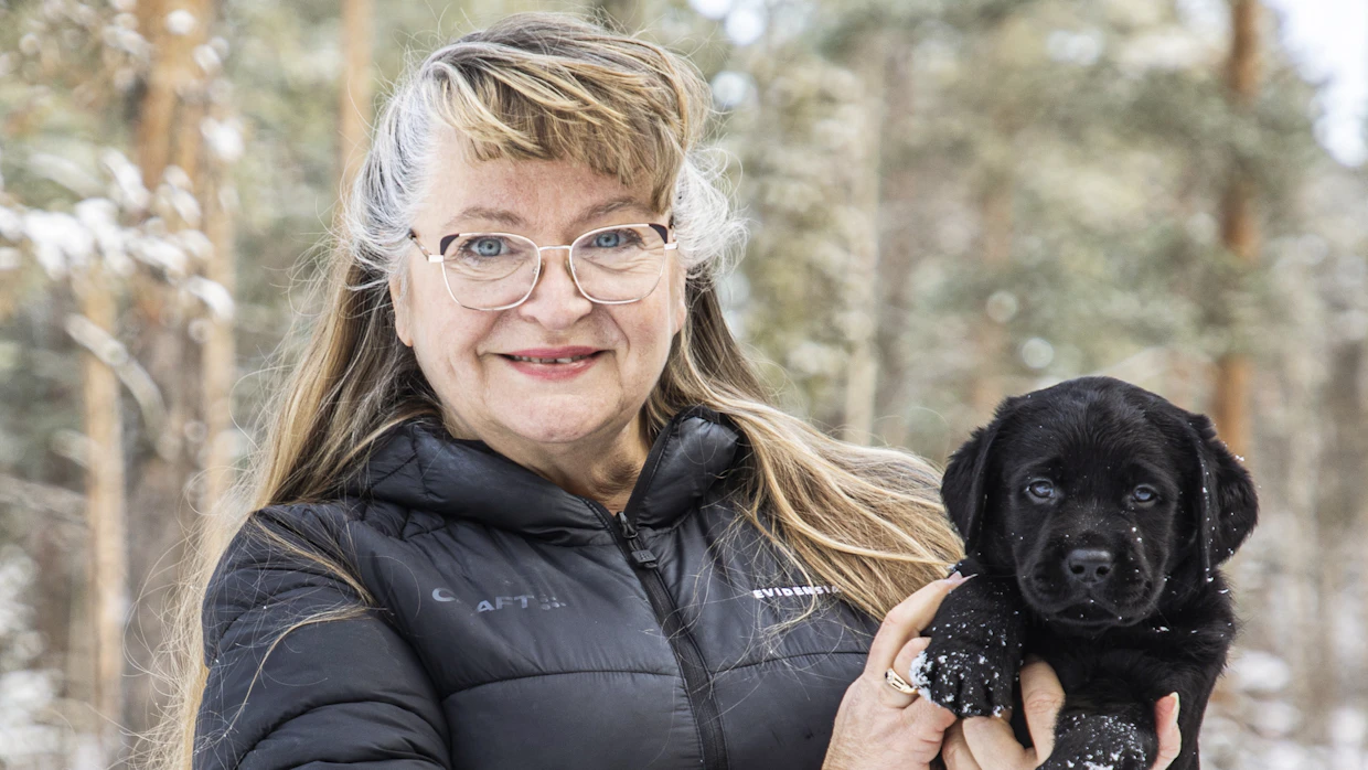 Mirja Aro rakastui labradorinnoutajiin jo lapsena. Hänen kennelissään syntyy pari pentuetta vuodessa.