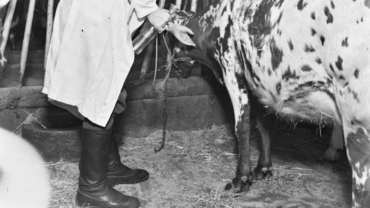 Eläinlääkäri tutkimassa nimikyltistä päätellen Eleonoora-nimistä lehmää 1950-luvulla.