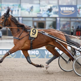 Voitokas Muska on yksi Mikkelin Mixed Sales -huutokaupassa myytävistä hevosista.
