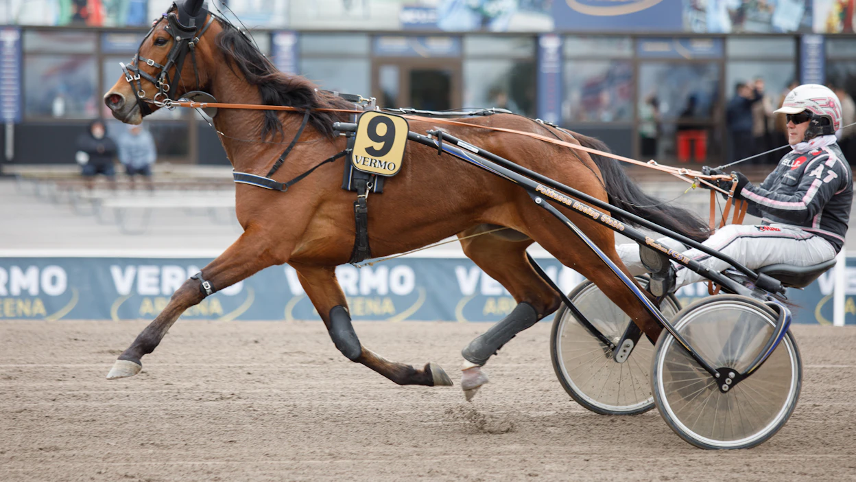 Aripekka Pakkasen valmentama kuvan nelivuotias Muska oli Mikkelin perjantai-iltapäivän kallein starttihevonen 8500 euron hinnallaan.