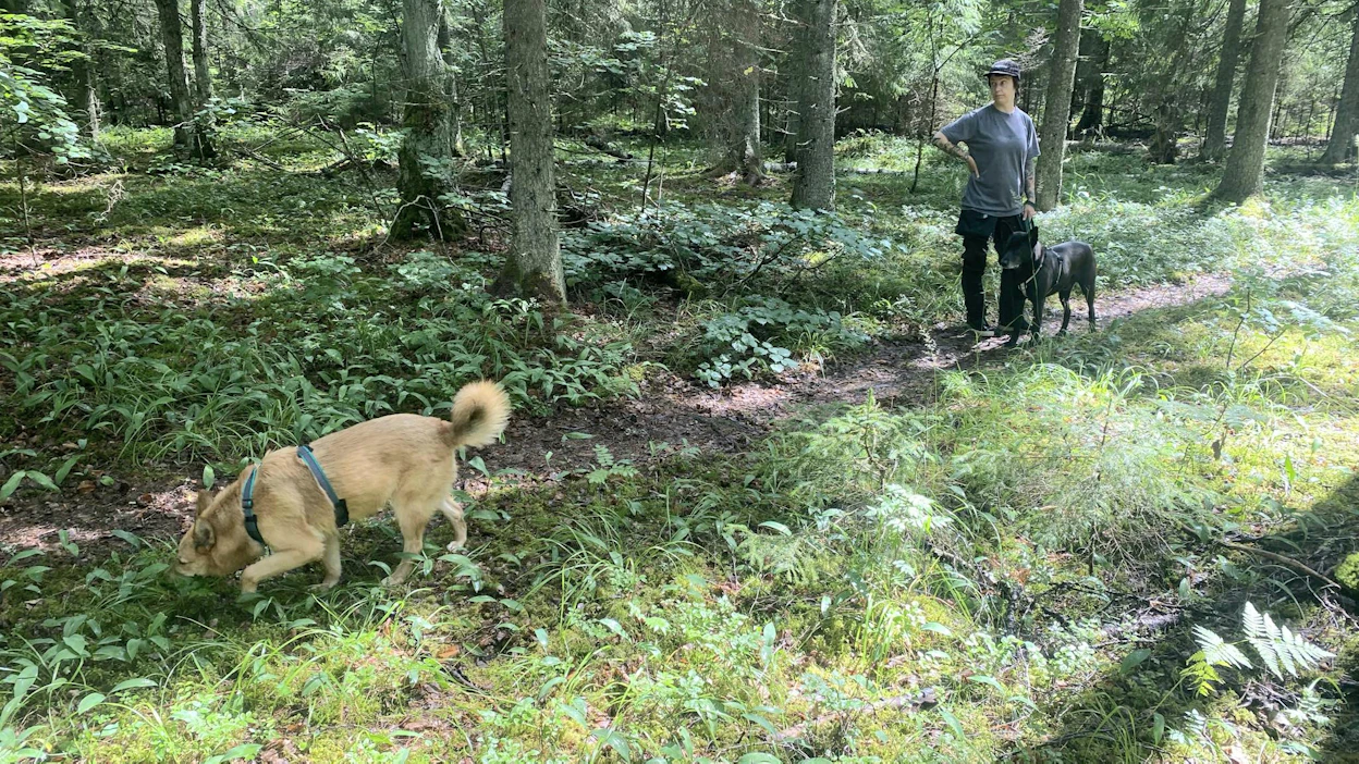 Rescue-taustaisen Ulpun perimässä on todennäköisesti ainakin saksanpaimenkoiraa ja laikaa.