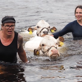 Lapinlehmät Lellikki ja Valkku uivat urhoollisesti Tornionjoen yli kohti Pelttarinsaaren kesälaidunta. Ilmari Majuri ja Riitta Niiranen pystyvät kävelemään virrassa, mutta lehmät joutuivat uimaan.
