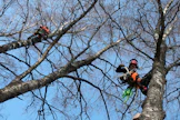 Arboristin työssä yksi tärkeimpiä asioita on turvallisuuden takaaminen. Varusteiden on oltava kunnossa eikä töitä tule suorittaa ikinä kiireessä tai ”oikomalla” työvaiheissa.