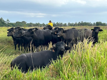 Fazenda Terê Tauá -maatilayrityksen 18 000 vesipuhvelin karja laiduntaa luonnonniityillä Parán osavaltiossa Brasiliassa. 