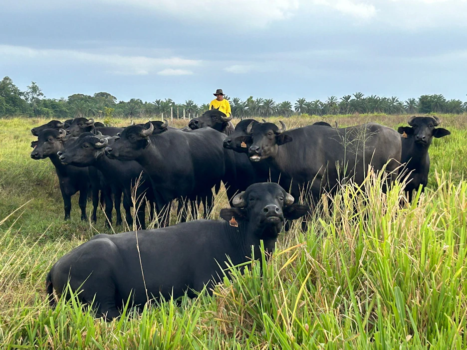 Fazenda Terê Tauá -maatilayrityksen 18 000 vesipuhvelin karja laiduntaa luonnonniityillä Parán osavaltiossa Brasiliassa.